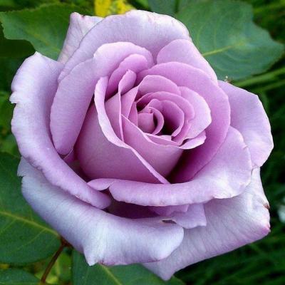 Роза чайно-гибридная Блю Парфюм (Rosa Blue Parfum)